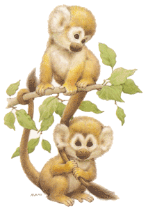 Monkeys - monkeys up a tree