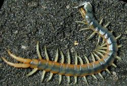 Flordia blue Centipede (Hemiscolopendra marginata) - Centipedes are voracious predators and can inflict a painful bite. They&#039;re generally aggressive.