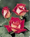rose for u - few roses