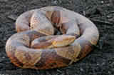 Copperhead - This is a copperhead and is one of the snakes in my area that is extremely poisonous.  