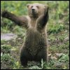bearcub - baby bear