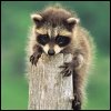 Raccoon baby - Baby raccoon