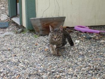 Thumper - Picture of thumper outside.