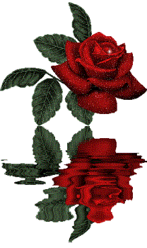 Rose  - The most beautiful Flower about 