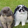 bunnies - bunnies