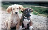 my two babies - this is tiara and droopy.... when they were pups