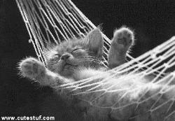 cat n hammock - relaxed