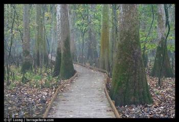 Boardwalk !! - Boardwalk snaking between giant cypress trees in misty weather. Congaree National Park, South Carolina, USA. 