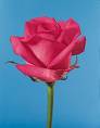 rose - rose