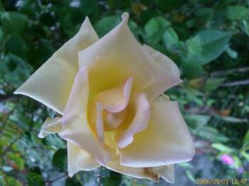 yellow rose - yellow rose