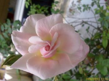 pink rose - pink rose