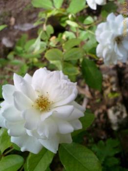 white roses - white roses 
