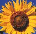 sunflower - beautiful