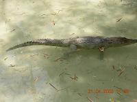 alligator - Photographed at Mysore zoo