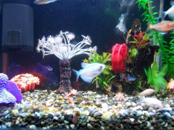 Fish Tank - This is a picture of our little fish tank in our house.