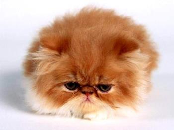 cat - cat