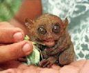 tarsiers - tarsiers