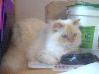 my cat, Sheldon - Here&#039;s a picture of my pet Himalayan cat, Sheldon.  Isn&#039;t he a puffy sweetie?