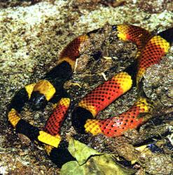 snake - Micrurius fulvius fulvius) are skinny snakes about 2 feet long. They have rings of red, yellow and black all along their bodies. Their noses are always black. They do not have long fangs and have to actually chew on you to get the venom in. Many snakes look like the coral snake. A rhyme about the order of the colored stripes helps you tell them apart, but don’t get too close!