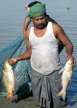 freshwater fish - fresh water fish,india