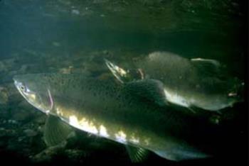 salmon  - salmon swimming up river