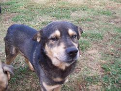 Watch Dog - He don&#039;t let folks in the yard