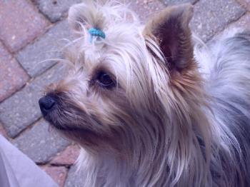 Savannah - Our Little Yorkie