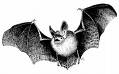 bat - bat