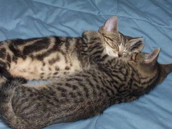 two of our kitties. - Two of our babies sleeping on the bed.