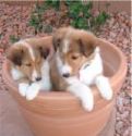 dogs - Two Sheltie pups in a flower pot.