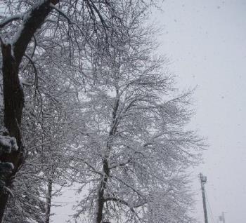 snow - trees with snow on it