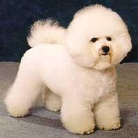 bichon frise - so cute!