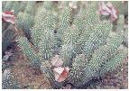 HOODIA PLANT - GROWS WILD ONLY IN SOUTH AFRICA