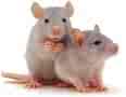 rats - social creatures that are smart and can be quite entertaining, inexpensive and a good addition to the family