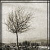 lonely tree - a small .JPG image of a lonely, crooked tree