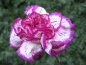 carnations - carnation