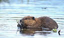 beaver - beaver