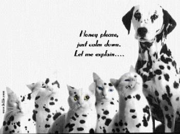 See spots - Spotted dog??
