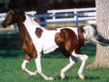 horses - arabian horses