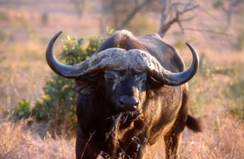 buffalo - buffalo in south africa