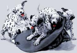 Puppies - Puppies