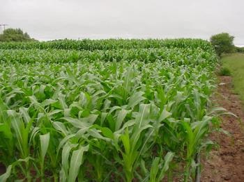 our mielies (corn)  grew to 4 metres - our mielies (corn)  grew to 4 metres