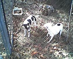 Bashful and Blackeye Susan - Bashful and Suzan (suzy)