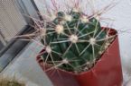 cactus - the pain bearing plant hehehe