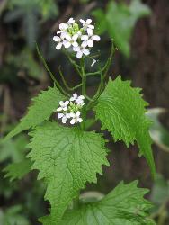 Jack by the Hedge - A pretty little flower that many call a weed. It&#039;s a member of the cabbage family, so is edible. Another name for it is Hedge Garlic, since it does have a slightly garlicky smell. It grows in hedgerows in Britain.