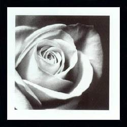 rose - rose rose - rose