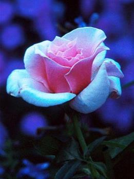 rose - rose rose - rose