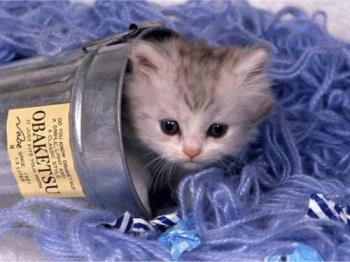 Kitten in a Can - Kitten in a Can