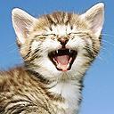 cat - cat cat - cat