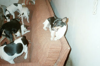 Snack time - rat terriers